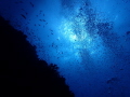   Surface glow Silhouette life under water  